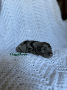 Hawthorn-Male