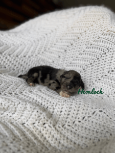 Hemlock-Male