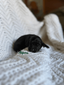 Aspen-Female