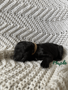 Maple-Female