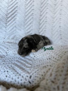 Myrtle-Female