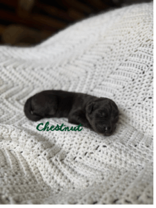Chestnut-Male