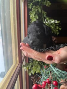 Aspen- Female