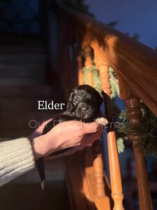 Elder- Male