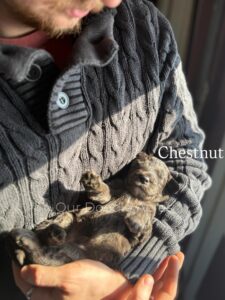 Chestnut- Male