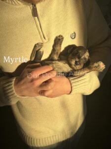 Myrtle- Female