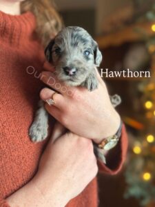 Hawthorn- Male