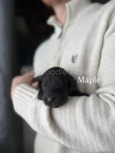 Maple- Female