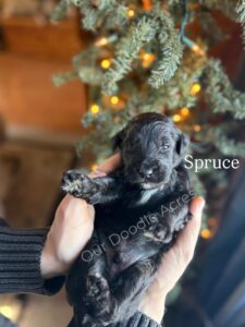 Spruce- Male