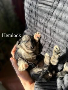 Hemlock- Male