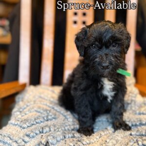 Male-Available
