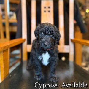 Male-Available