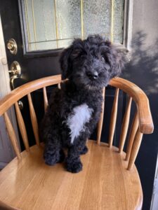 Black puppy with with chest sitting on a chair with his right front paw raised