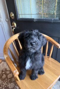 Black puppy with white chest sitting on tan chair
